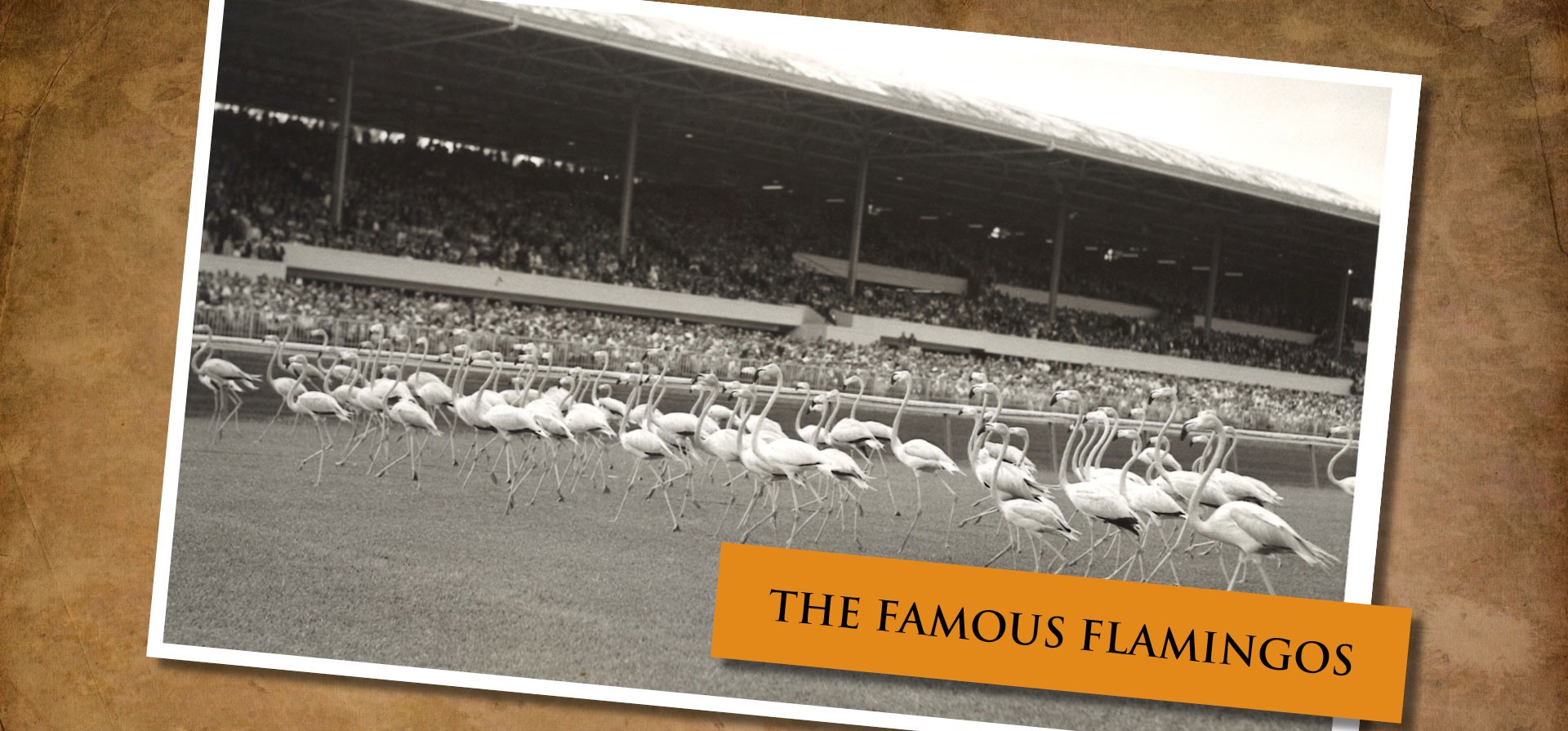 The famous flamingos on the Hialeah Park infield, historic photo