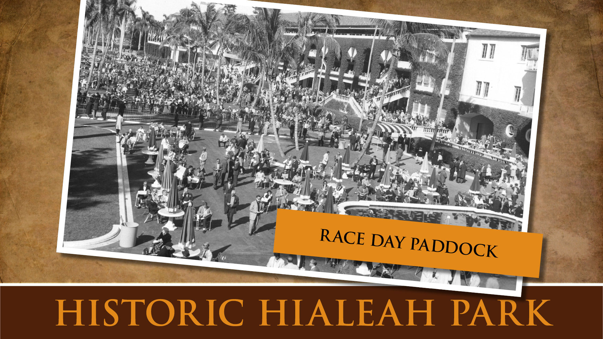 Race day paddock